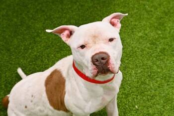 American Staffordshire Terrier Dogs Available for Adoption in Fort Lauderdale, Florida - MOODENG | PetCurious