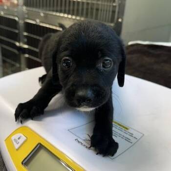 Black Labrador Retriever Dogs Available for Adoption in Clearwater, Florida - Prince | PetCurious