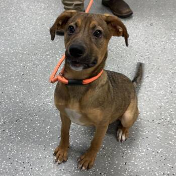 Livvy -  Shepherd Dog for Adoption in Bardstown, Kentucky - Livvy | PetCurious