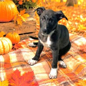 Quirky -  Black Labrador Retriever and Mixed Breed Dog for Adoption in South Elgin, Illinois - Quirky | PetCurious