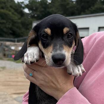 Frank Castle -  Mixed Breed Dog for Adoption in Columbia, South Carolina - Frank Castle | PetCurious