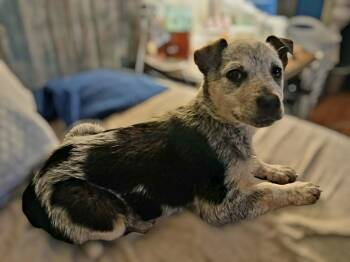 Australian Cattle Dog Blue Heeler Dogs Available for Adoption - Olive | PetCurious