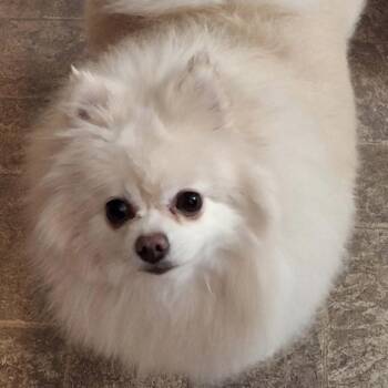 Holly -  Pomeranian Dog for Adoption in Boca Raton, Florida - Holly | PetCurious