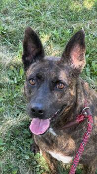 Cleo -  Dutch Shepherd Dog for Adoption in Cool, California - Cleo | PetCurious