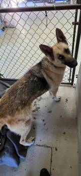 Penny -  German Shepherd Dog and Husky Dog for Adoption in Camden, Tennessee - Penny | PetCurious