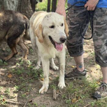 Rescue Golden Retriever Dogs for Adoption in Anahuac, Texas - Grover - 1087 | PetCurious