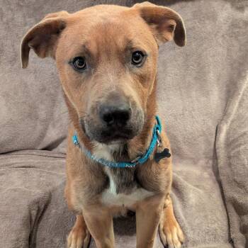 Mixed Breed Dogs Available for Adoption - Donatello | PetCurious