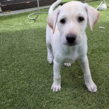 Pup 5 1972 -  Mixed Breed Dog for Adoption in Loxahatchee Groves, Florida - Pup 5 1972 | PetCurious