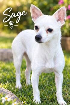 Sage -  Chihuahua Dog for Adoption in Dalton, Georgia - Sage | PetCurious