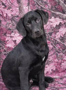 Labrador Retriever Dogs Available for Adoption - Mash Potato  | PetCurious