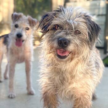Scruffy -  Australian Cattle Dog Blue Heeler and Coton De Tulear Dog for Adoption in Golden, Colorado - Scruffy | PetCurious