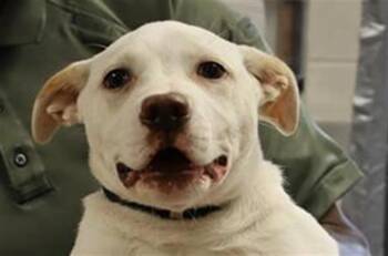 Rescue Mixed Breed Dogs for Adoption in Columbia, South Carolina - YVETTE | PetCurious