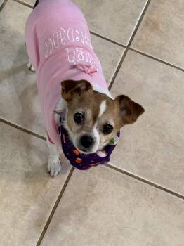 Rescue Chihuahua Dogs for Adoption in Leicester, Massachusetts - Princess | PetCurious