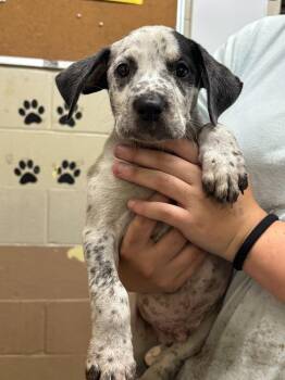 Mackenzie -  Labrador Retriever and Australian Cattle Dog Blue Heeler Dog for Adoption in Swainsboro, Georgia - Mackenzie | PetCurious