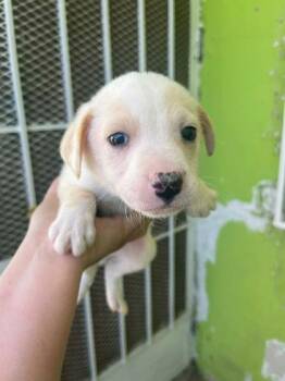 Chihuahua and Mixed Breed Dogs Available for Adoption in Beatrice, Nebraska - Rocky | PetCurious