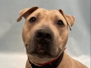 Pit Bull Terrier and Mixed Breed Dogs Available for Adoption - Champagne | PetCurious