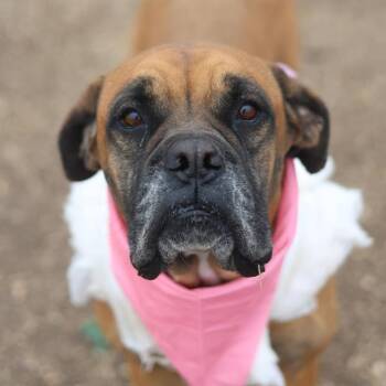 POPPY -  Boxer Dog for Adoption in San Antonio, Texas - POPPY | PetCurious