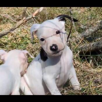 Boxer and Pit Bull Terrier Dogs Available for Adoption - 2127 Crixus | PetCurious