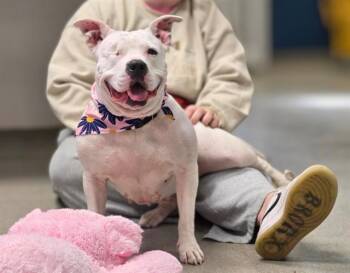 Boxer and Mixed Breed Dogs Available for Adoption in Omaha, Nebraska - LADY | PetCurious