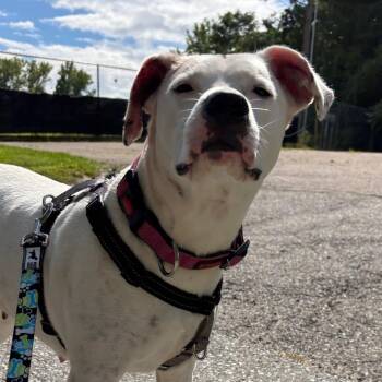 Diamond -  Mixed Breed Dog for Adoption in South Burlington, Vermont - Diamond | PetCurious