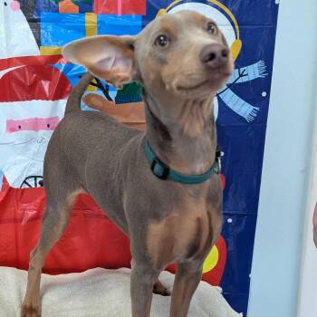 Mario -  Miniature Pinscher Dog for Adoption in Chico, California - Mario | PetCurious