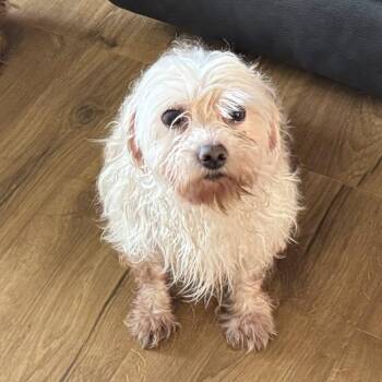 Maltese Dogs Available for Adoption in Hartland, Wisconsin - Cruz-Foster Home Needed | PetCurious