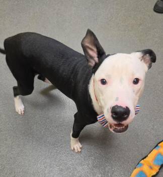 Essay - brother to Tia -  Pit Bull Terrier Dog for Adoption in Amherst, Virginia - Essay - Brother To Tia | PetCurious
