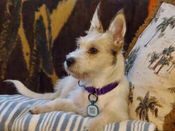 Fiona -  Jack Russell Terrier Dog for Adoption in Vancouver, Washington - Fiona | PetCurious