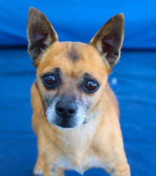 Chihuahua Dogs Available for Adoption in Pasadena, California - TABASCO | PetCurious