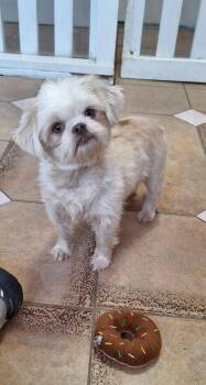 Rescue Shih Tzu Dogs for Adoption in Winchester, Kentucky - Bailey | PetCurious