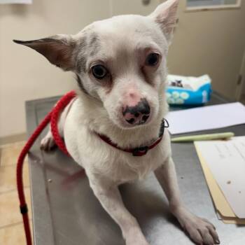 Chihuahua Dogs Available for Adoption - Bandito | PetCurious