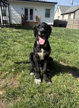 Labradoodle and Cane Corso Dogs Available for Adoption in Richmond, Virginia - Lainey | PetCurious