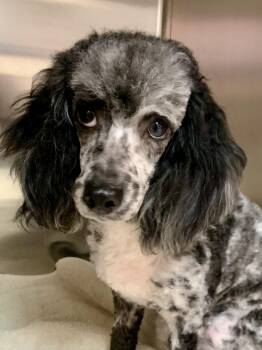 Poodle Dogs Available for Adoption - Truffles  | PetCurious
