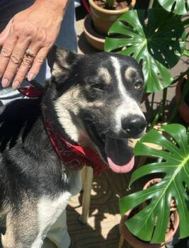 Benji -  Siberian Husky and Shepherd Dog for Adoption in Ventura, California - Benji | PetCurious