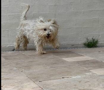 SPONSOR OR FOSTER ME - Sooner -  Terrier Dog for Adoption in Grafton, Wisconsin - SPONSOR OR FOSTER ME - Sooner | PetCurious