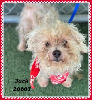 JACK see also MANNY, MOE -  Shih Tzu and Terrier Dog for Adoption in Marietta, Georgia - JACK See Also MANNY, MOE | PetCurious