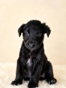 Dasher -  Shepherd Dog for Adoption in Houston, Texas - Dasher | PetCurious