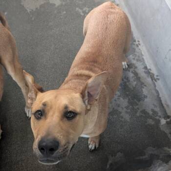 Leia A2279603 -  Pit Bull Terrier Dog for Adoption in Los Angeles, California - Leia A2279603 | PetCurious