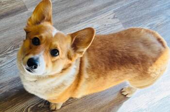 Corgi Dogs Available for Adoption in Mustang, Oklahoma - Ein | PetCurious