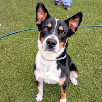 Mira -  Shepherd Dog for Adoption in Williston, Vermont - Mira | PetCurious