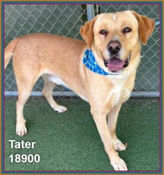 Labrador Retriever Dogs Available for Adoption in Marietta, Georgia - Tater (24) | PetCurious