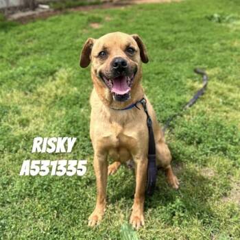 Boxer and Mixed Breed Dogs Available for Adoption - RISKY | PetCurious