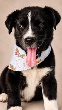 Shaggy -  Siberian Husky and Great Pyrenees Dog for Adoption in Nahunta, Georgia - Shaggy | PetCurious