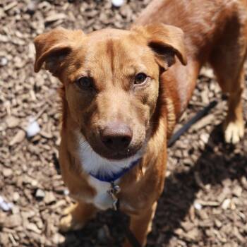 Mixed Breed and Golden Retriever Dogs Available for Adoption in Briarcliff Manor, New York - Buddy | PetCurious