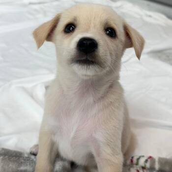 Sprout -  Mixed Breed Dog for Adoption in Freeport, Florida - Sprout | PetCurious