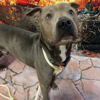 Rescue Pit Bull Terrier and Mixed Breed Dogs for Adoption in Bryan, Texas - 59794254 | PetCurious