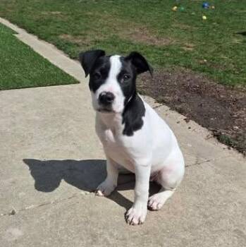 Australian Cattle Dog Blue Heeler and American Staffordshire Terrier Dogs Available for Adoption in Muskego, Wisconsin - Maisy The Beautiful Mixed Breed! | PetCurious