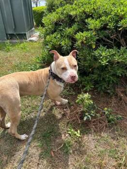 Mixed Breed Dogs Available for Adoption in Savannah, Georgia - Esme | PetCurious