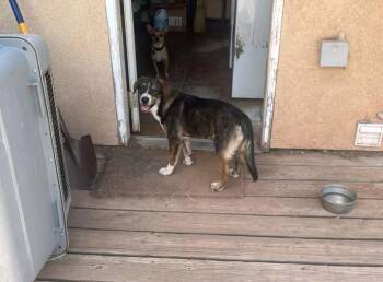 Zeke -  Shepherd Dog for Adoption in Lafayette, Colorado - Zeke | PetCurious