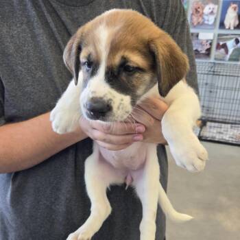 Mary -  Shepherd and Mixed Breed Dog for Adoption in Marshall, Texas - Mary | PetCurious